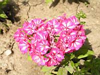 Phlox drummondii F1 'Grammy Pink & White' (2) (Photo F. Mrugala)